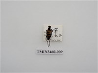 藏品(金毛花天牛)的圖片